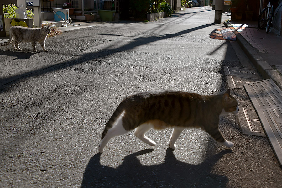 街のねこたち