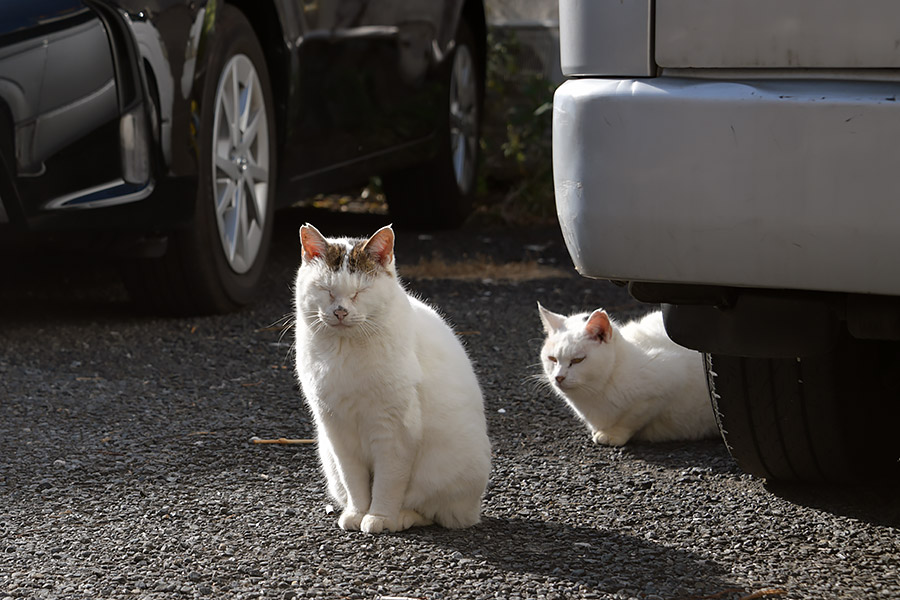 街のねこたち