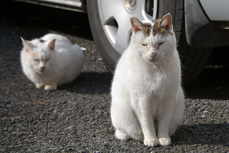 街のねこたち