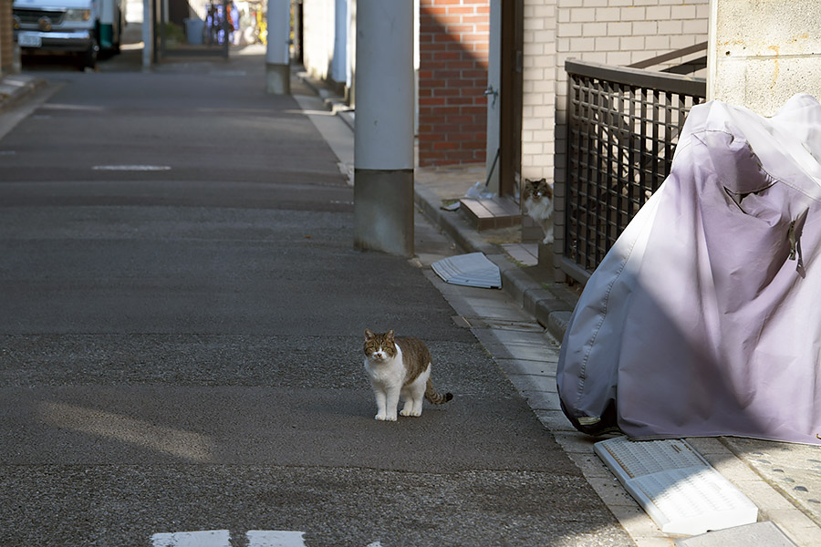 街のねこたち