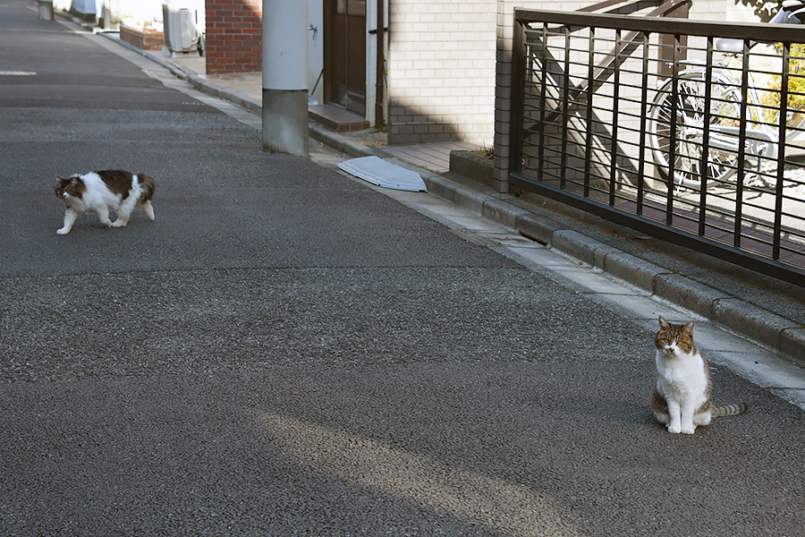 街のねこたち