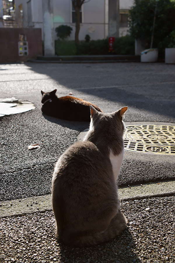 街のねこたち