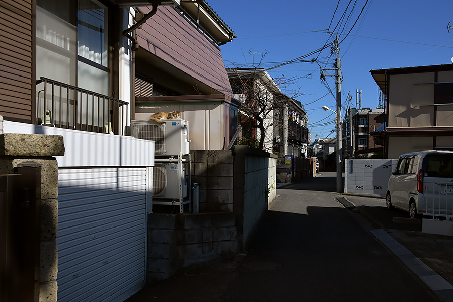 街のねこたち