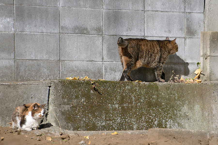 街のねこたち