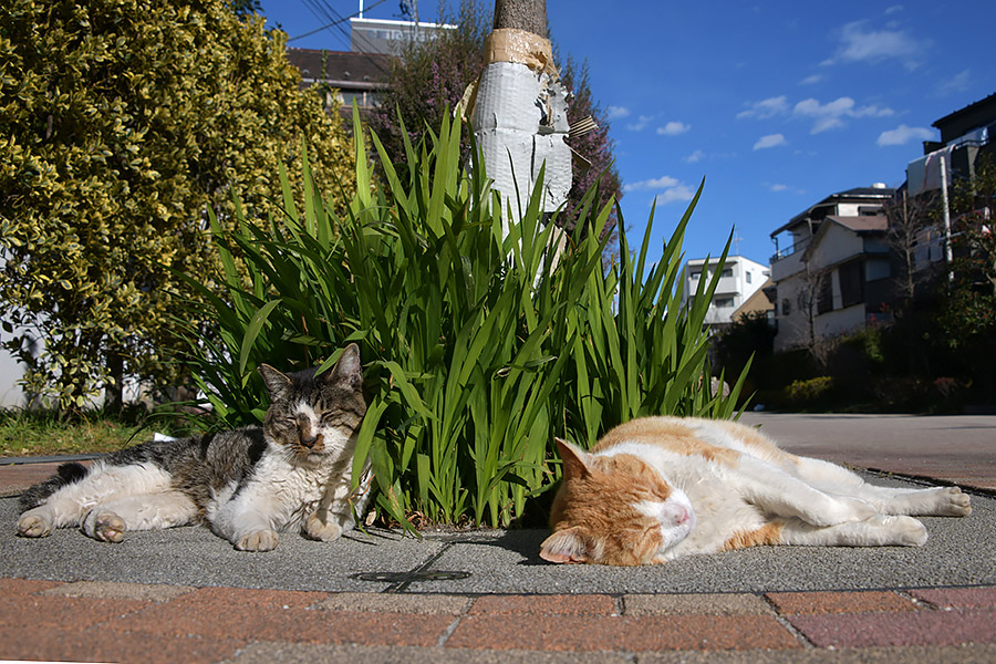 街のねこたち