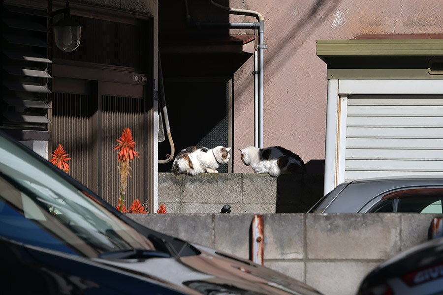 街のねこたち