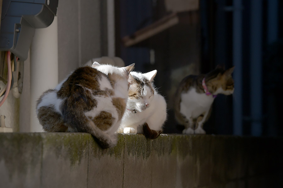 街のねこたち
