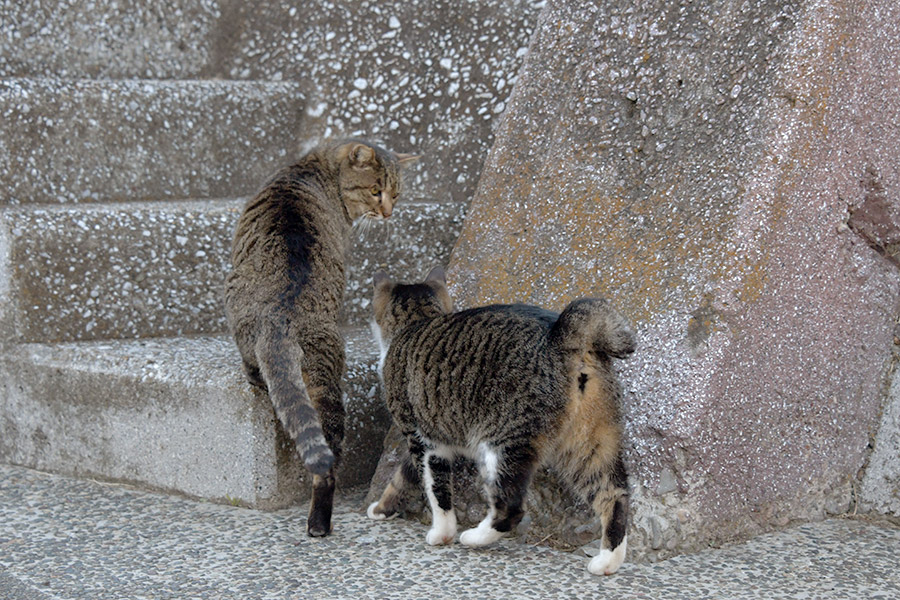 街のねこたち
