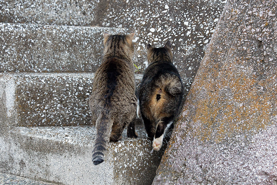 街のねこたち