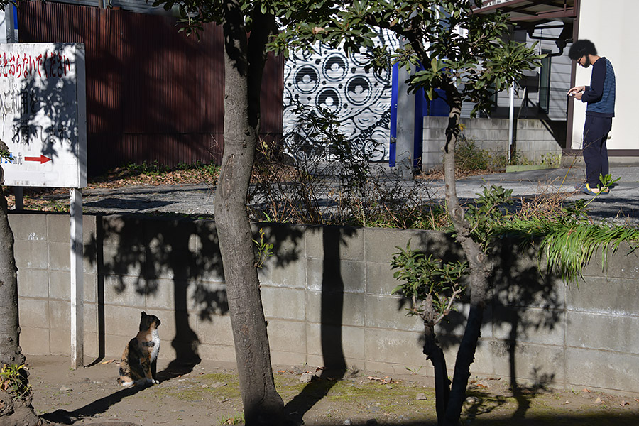 街のねこたち