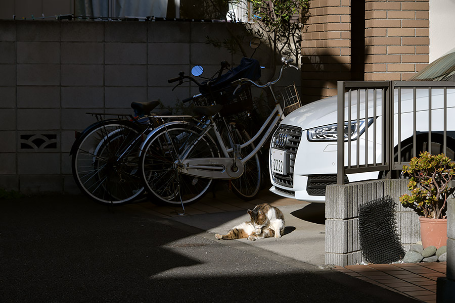 街のねこたち