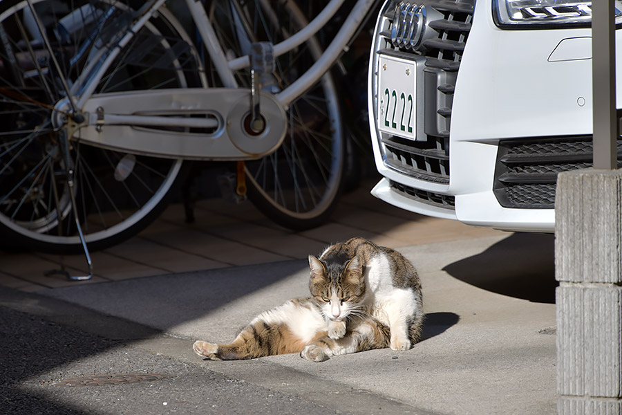 街のねこたち