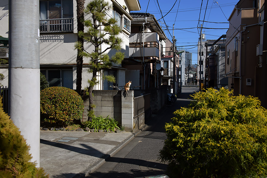 街のねこたち