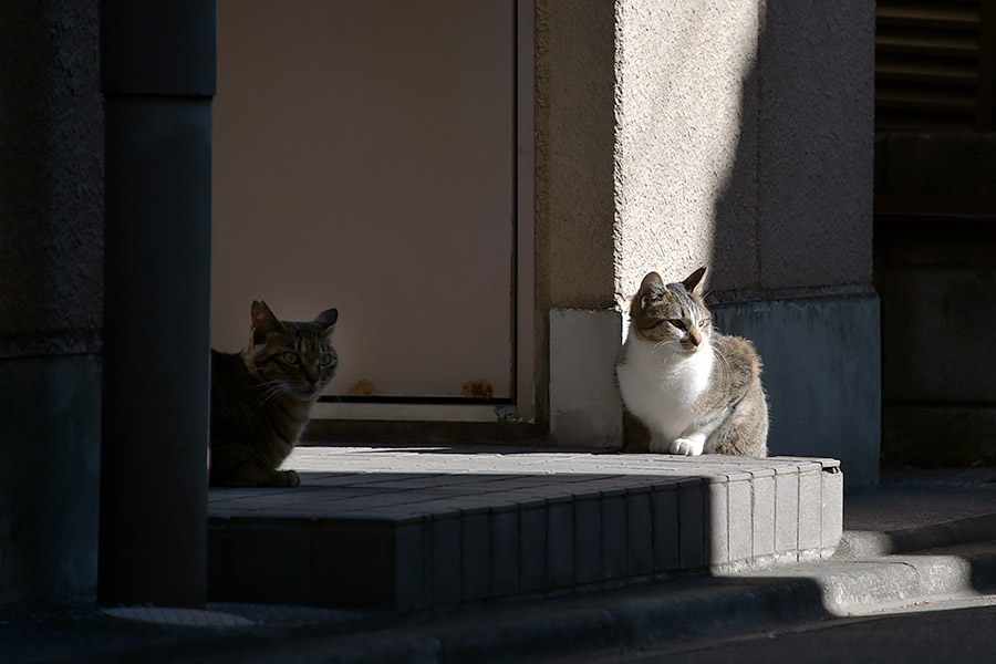 街のねこたち