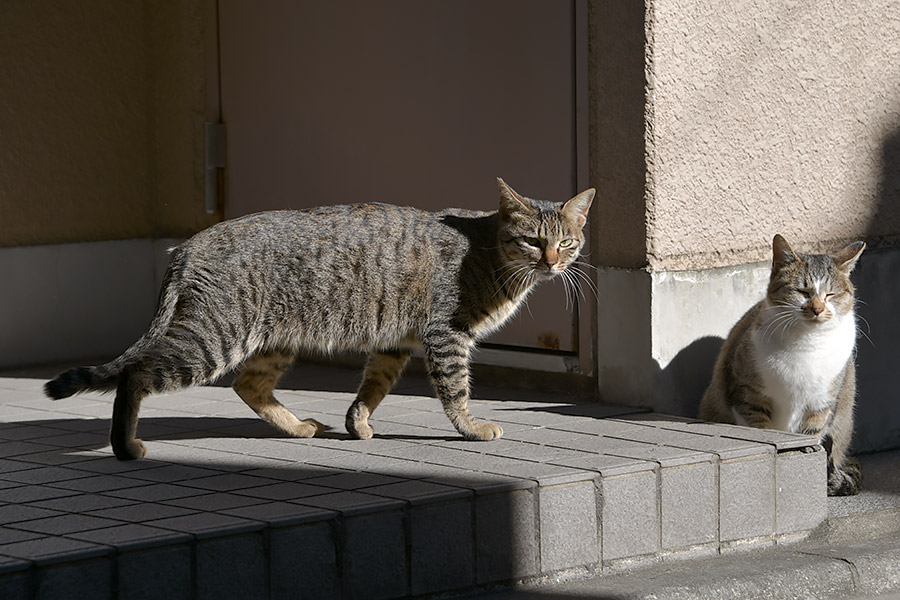 街のねこたち