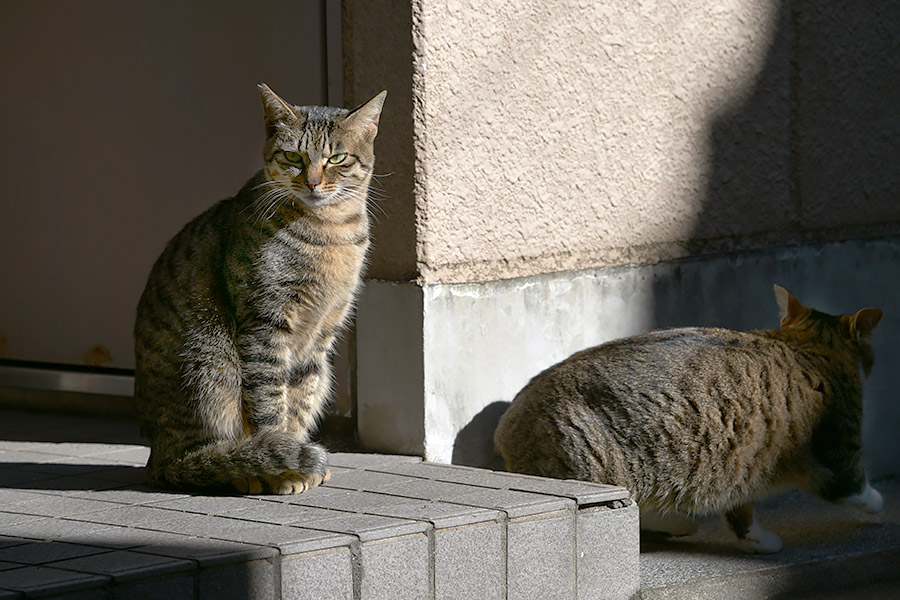 街のねこたち