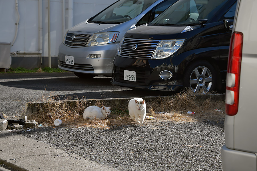 街のねこたち