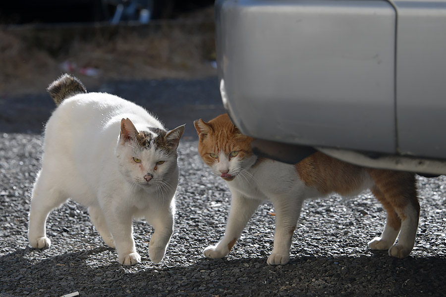 街のねこたち