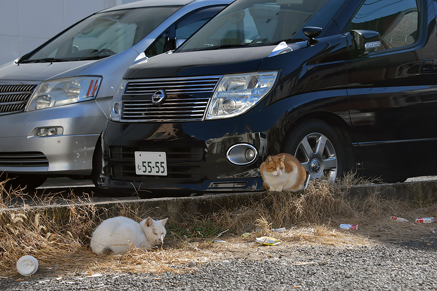 街のねこたち