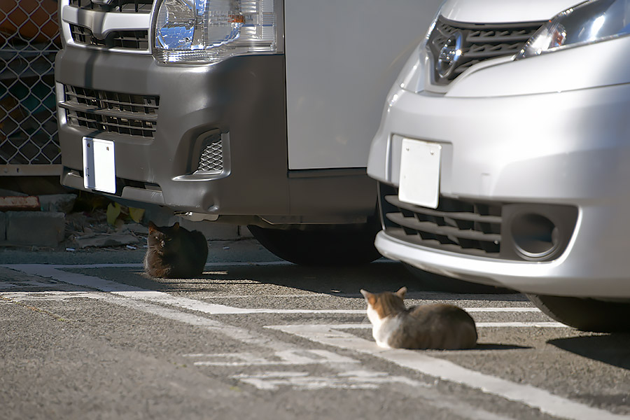 街のねこたち