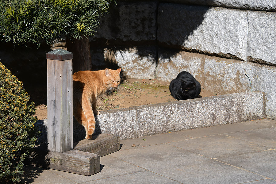 街のねこたち