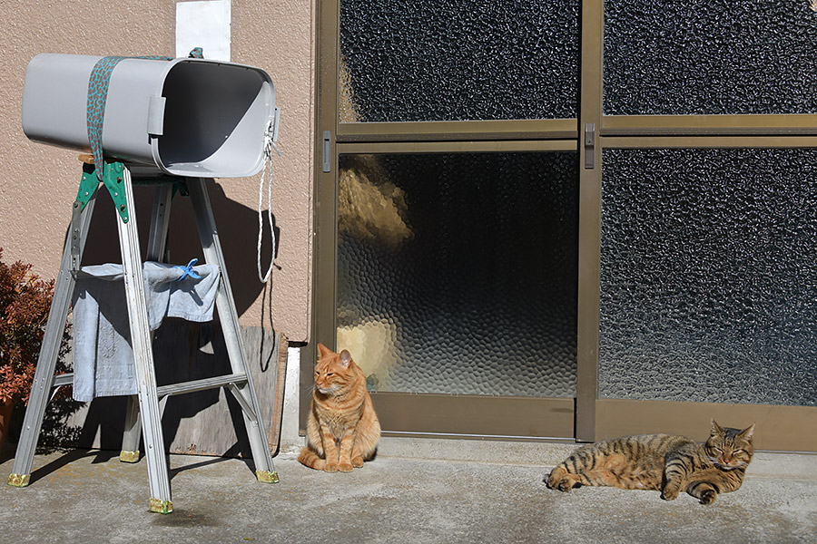 街のねこたち