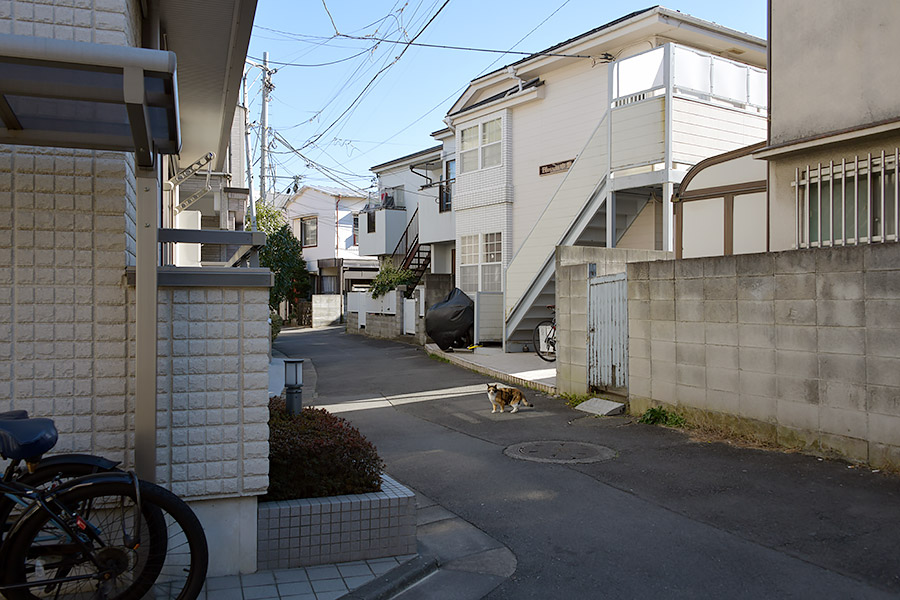 街のねこたち