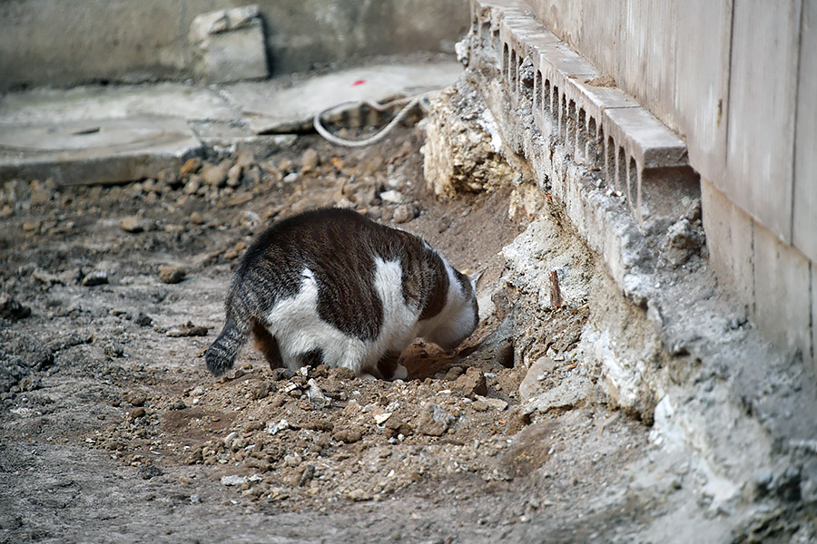 街のねこたち