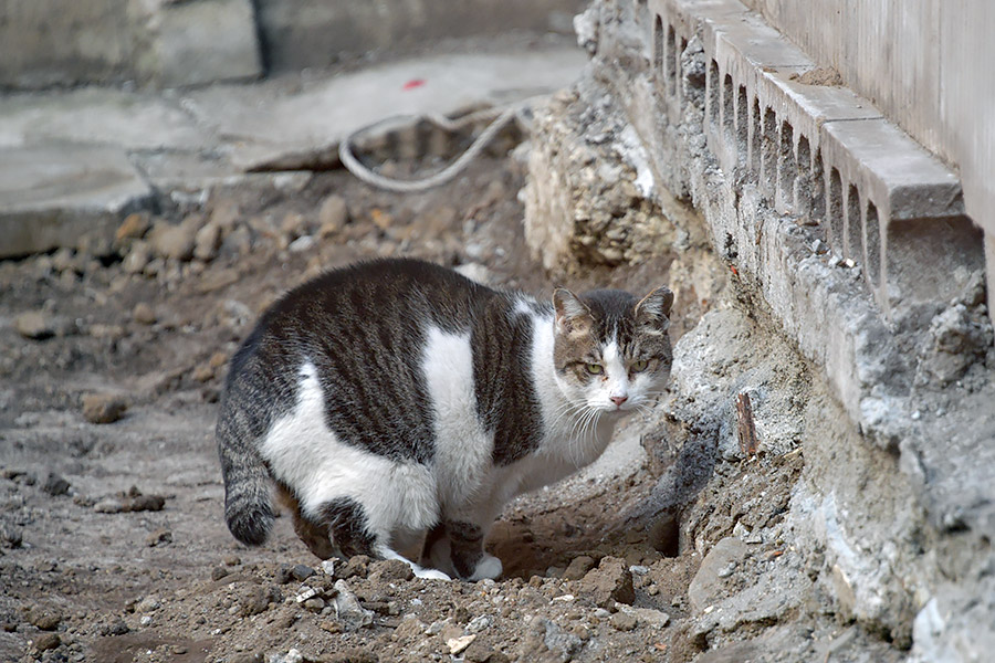 街のねこたち