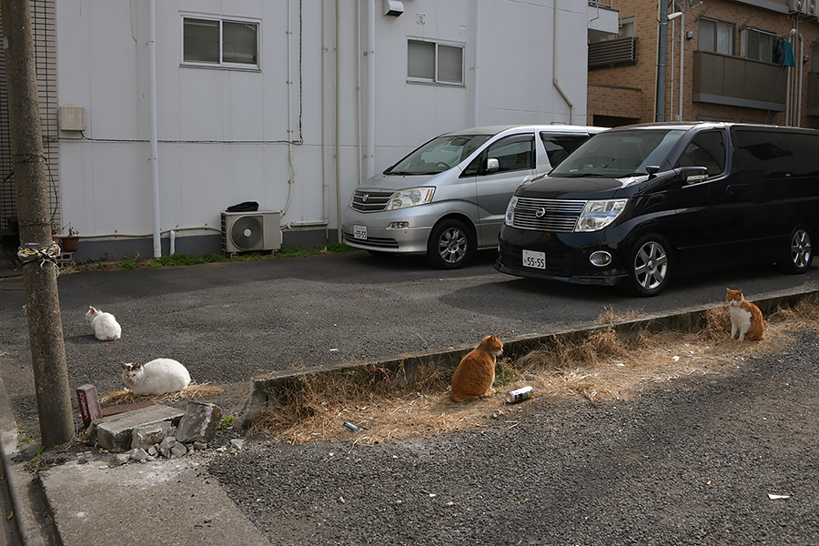 街のねこたち