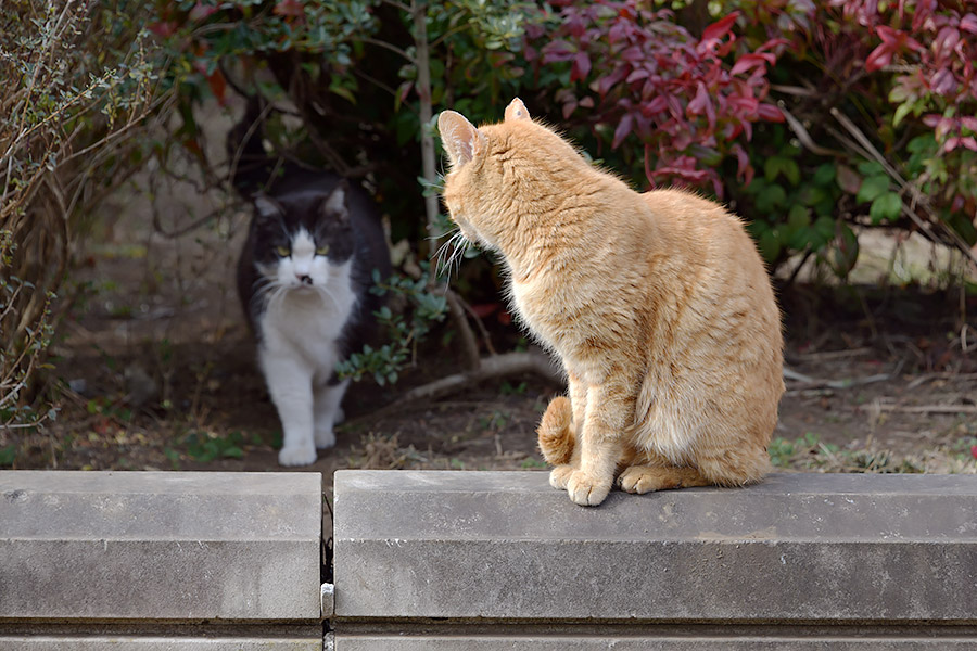 街のねこたち