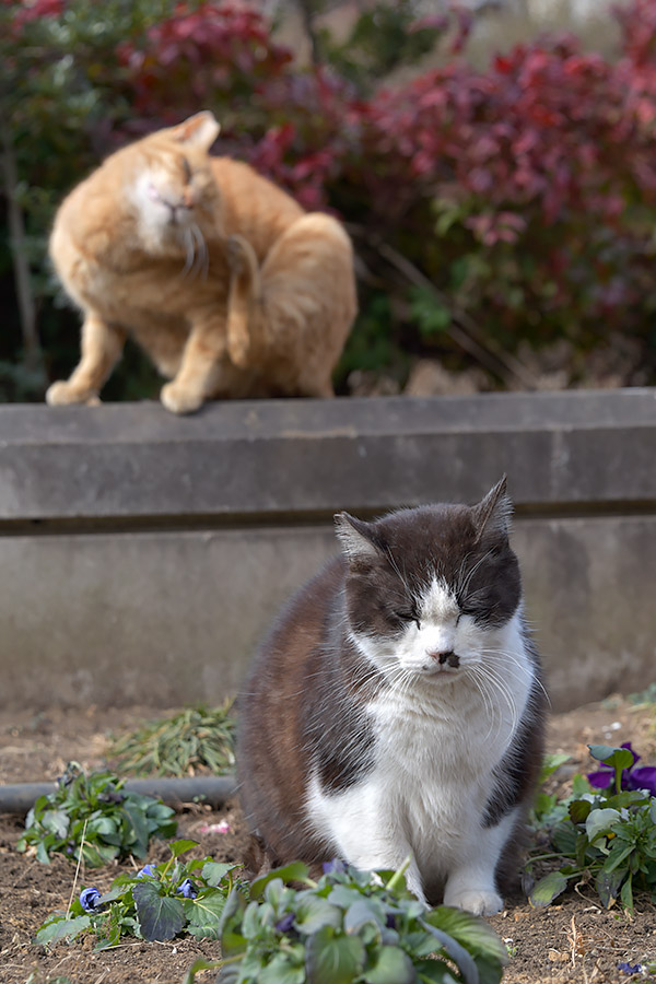 街のねこたち