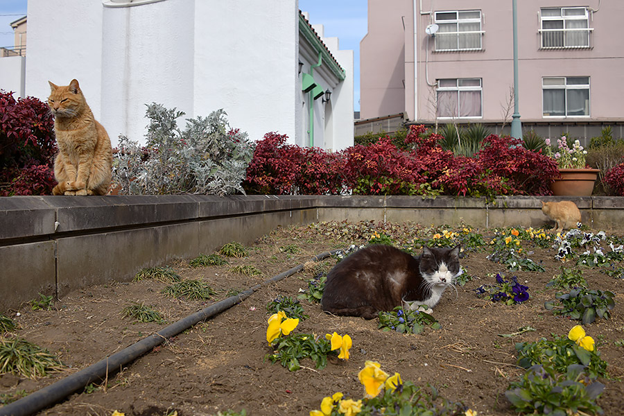 街のねこたち