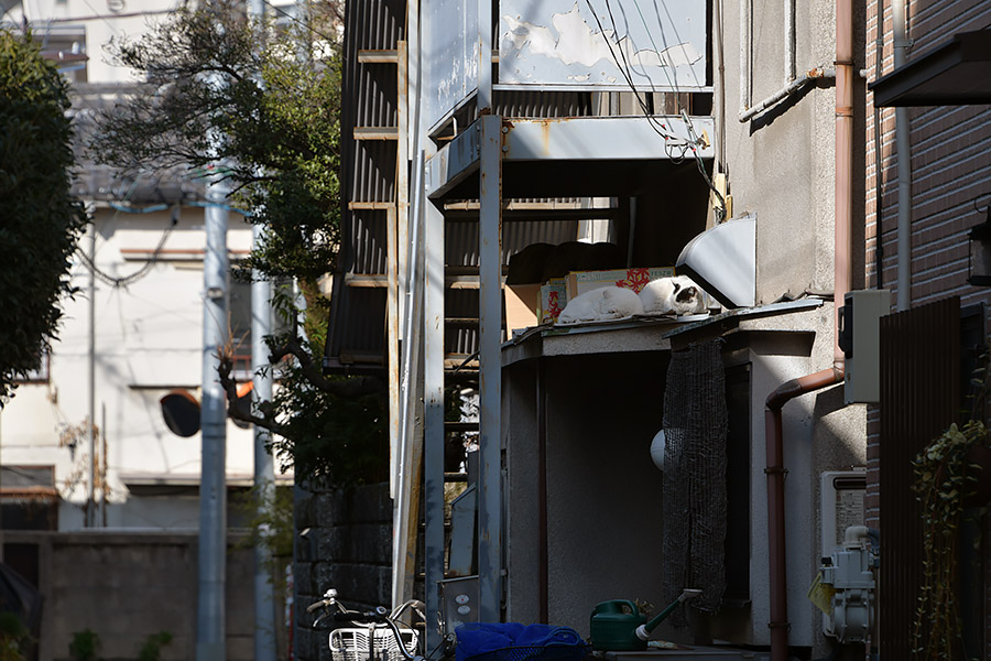 街のねこたち