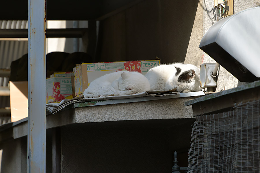 街のねこたち