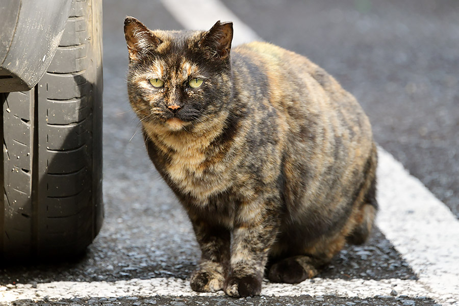 街のねこたち