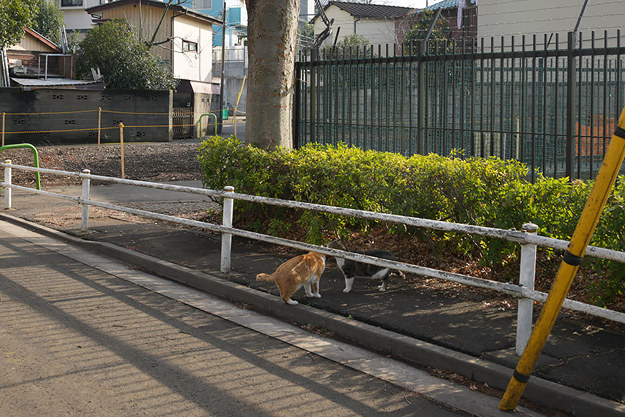 街のねこたち