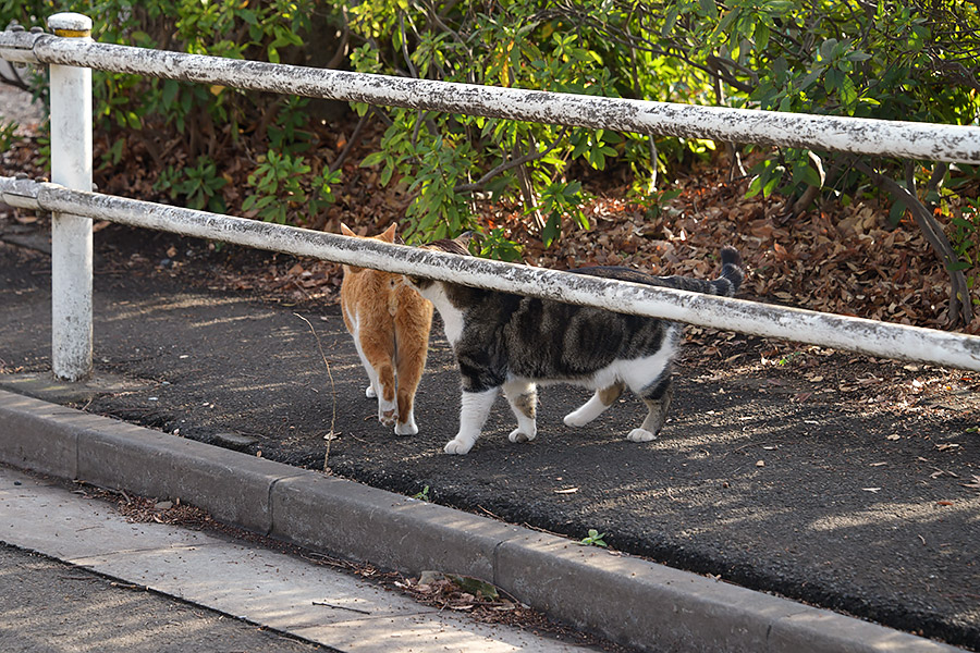 街のねこたち