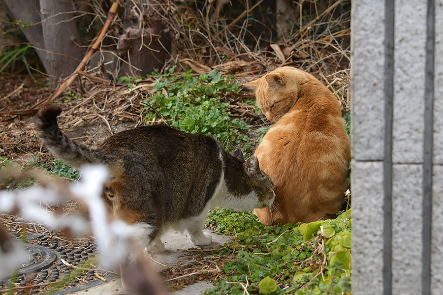 街のねこたち