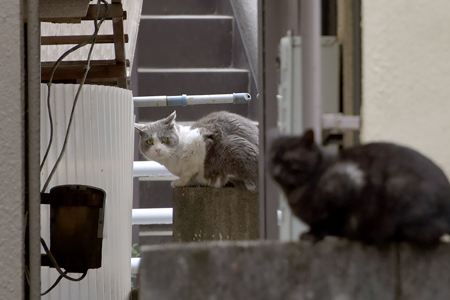 街のねこたち