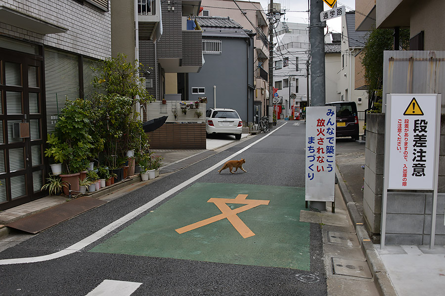 街のねこたち