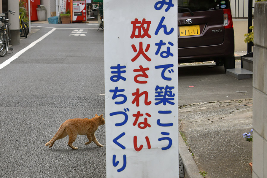 街のねこたち