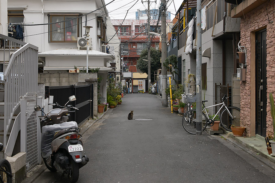 街のねこたち