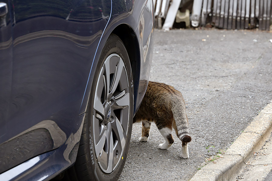 街のねこたち