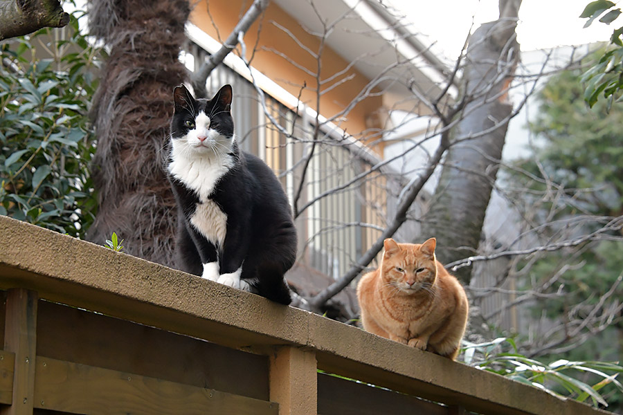 街のねこたち
