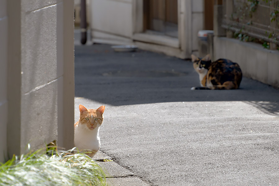 街のねこたち