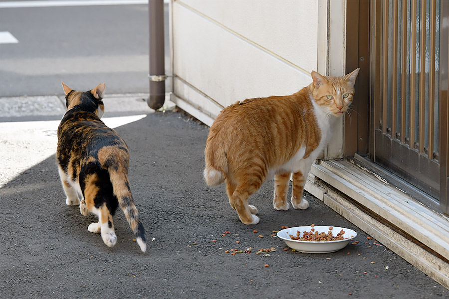 街のねこたち