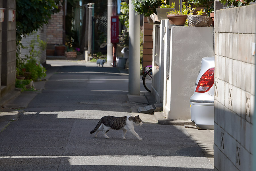 街のねこたち