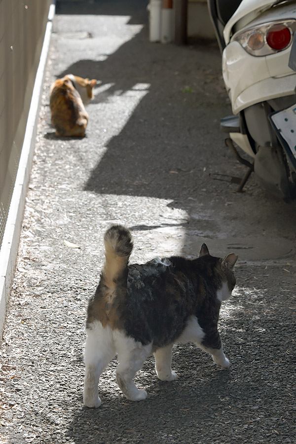 街のねこたち