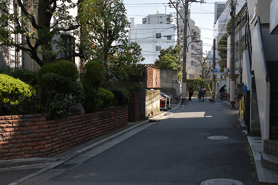 街のねこたち